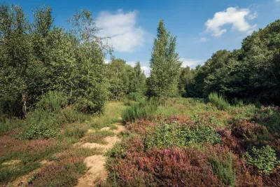 L'Arbre Hardi